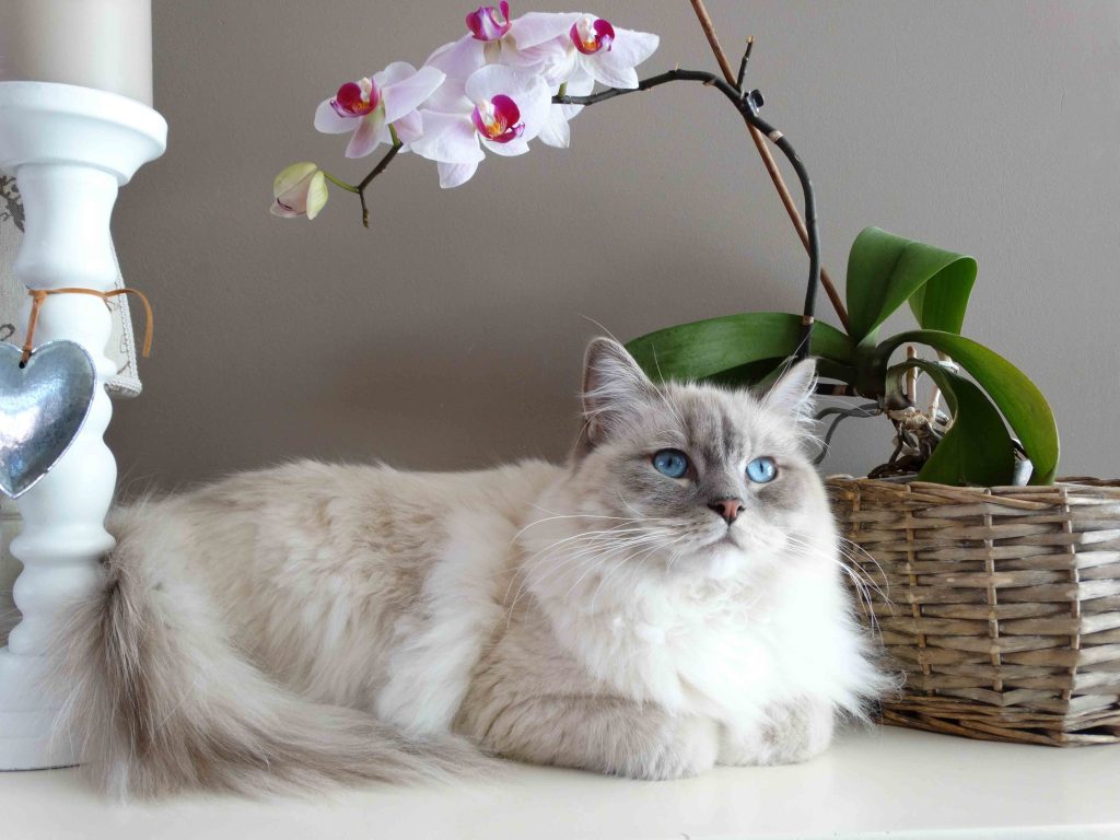 Are You Like Your Cat? What Your Feline’s Breed Says About You