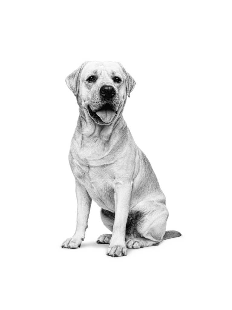 Labrador Retriever: A Complete Guide to the Loyal and Friendly Companion